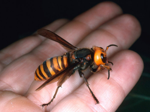 Abejas