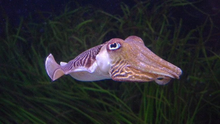 Ubuntu 18.10 Cosmic Cuttlefish