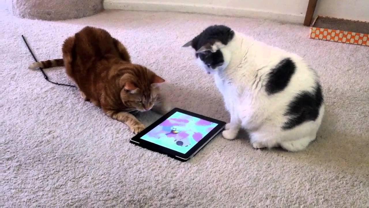 juegos para gatos