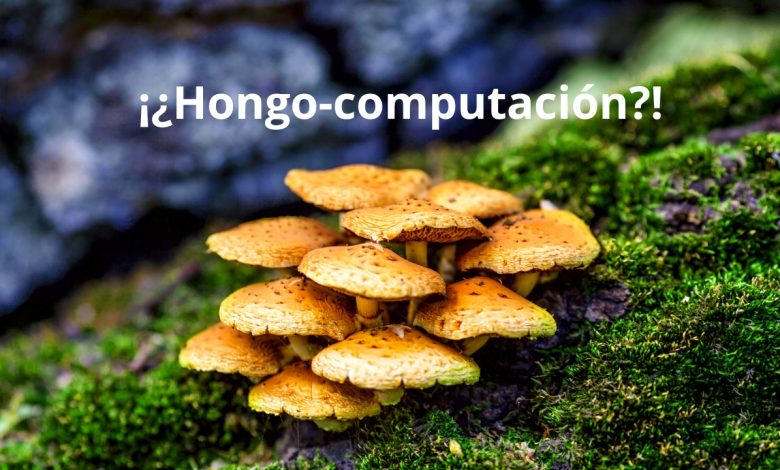 hongos CPU memoria